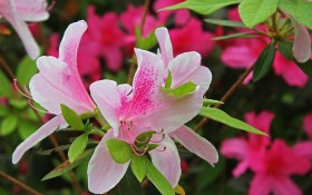 粉色的杜鹃花桌面壁纸
