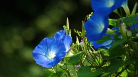 牵牛花桌面壁纸