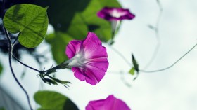 牵牛花桌面壁纸