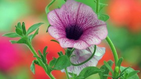 牵牛花桌面壁纸