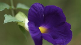 牵牛花桌面壁纸