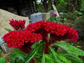 鸡冠花桌面壁纸