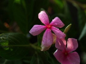 美丽的长春花桌面壁纸