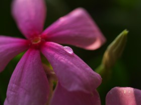 美丽的长春花桌面壁纸