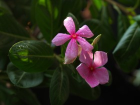 美丽的长春花桌面壁纸