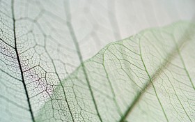 唯美叶脉桌面壁纸