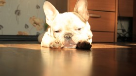 可爱的斗牛犬桌面壁纸