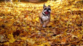 可爱的斗牛犬桌面壁纸
