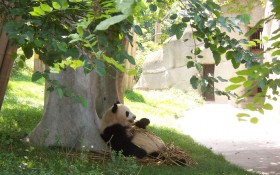 卖萌的熊猫桌面壁纸