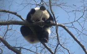 卖萌的熊猫桌面壁纸