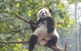 卖萌的熊猫桌面壁纸