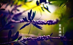 二十四节气：芒种风景桌面壁纸