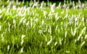 二十四节气：芒种风景桌面壁纸