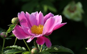 芍药花桌面壁纸