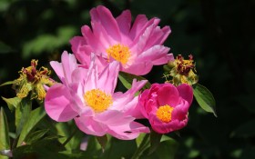 芍药花桌面壁纸