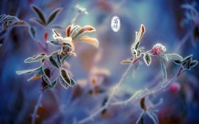  二十四节气霜降桌面壁纸
