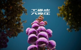 天蝎座物语桌面壁纸