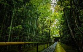 日本Kouzan寺绿色风景桌面壁纸