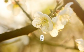 二十四节气立春桌面壁纸