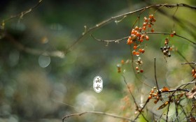 二十四节气雨水桌面壁纸