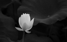 美丽荷花桌面壁纸