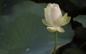 美丽荷花桌面壁纸