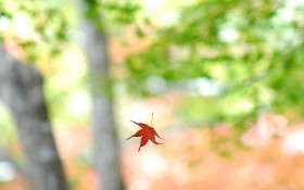 24节气之立秋桌面壁纸