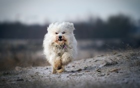 哈瓦那小犬狗桌面壁纸