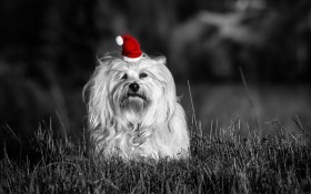 哈瓦那小犬狗桌面壁纸