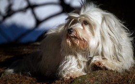 哈瓦那小犬狗桌面壁纸