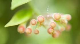 二十四节气小满桌面壁纸