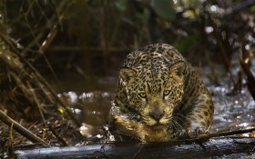 《亚马逊萌猴奇遇记》法国电影桌面壁纸