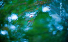 二十四节气立秋桌面壁纸