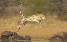 矫健的猎豹桌面壁纸