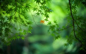 初秋嫩绿枫叶桌面壁纸