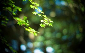 初秋嫩绿枫叶桌面壁纸