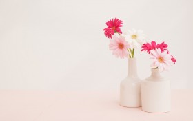 室内鲜花盆栽桌面壁纸