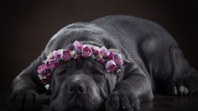 意大利猛犬卡斯罗桌面壁纸