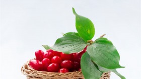 重阳节红色茱萸桌面壁纸