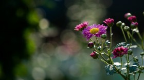 唯美菊花桌面壁纸