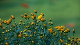 唯美菊花桌面壁纸