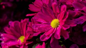 微距菊花桌面壁纸