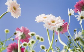 唯美小雏菊桌面壁纸