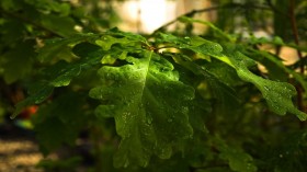 植物上的露珠桌面壁纸