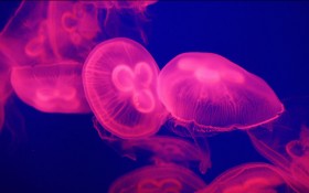海底生物水母桌面壁纸