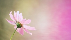 唯美花卉摄影桌面壁纸