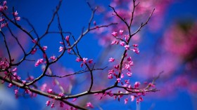 腊梅花卉桌面壁纸