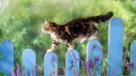 萌猫锁屏桌面壁纸