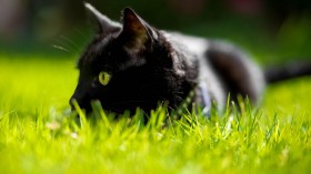 萌猫锁屏桌面壁纸