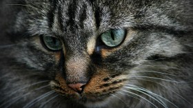萌猫锁屏桌面壁纸